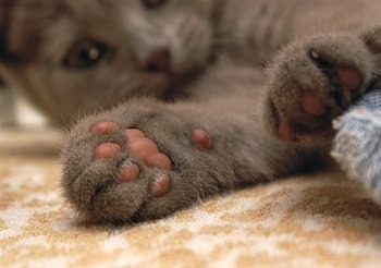 Кошка ест подушечки