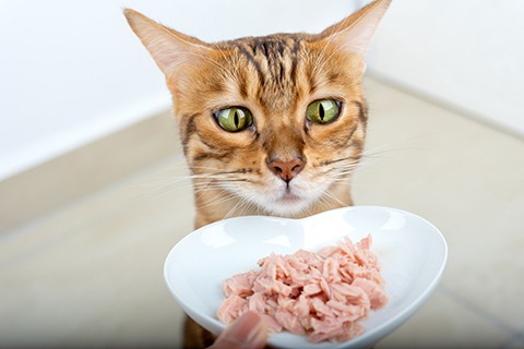 Кошка ест сушеные лакомства