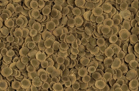 Корм для тропических рыб Tetra PRO Algae Multi-Crisps