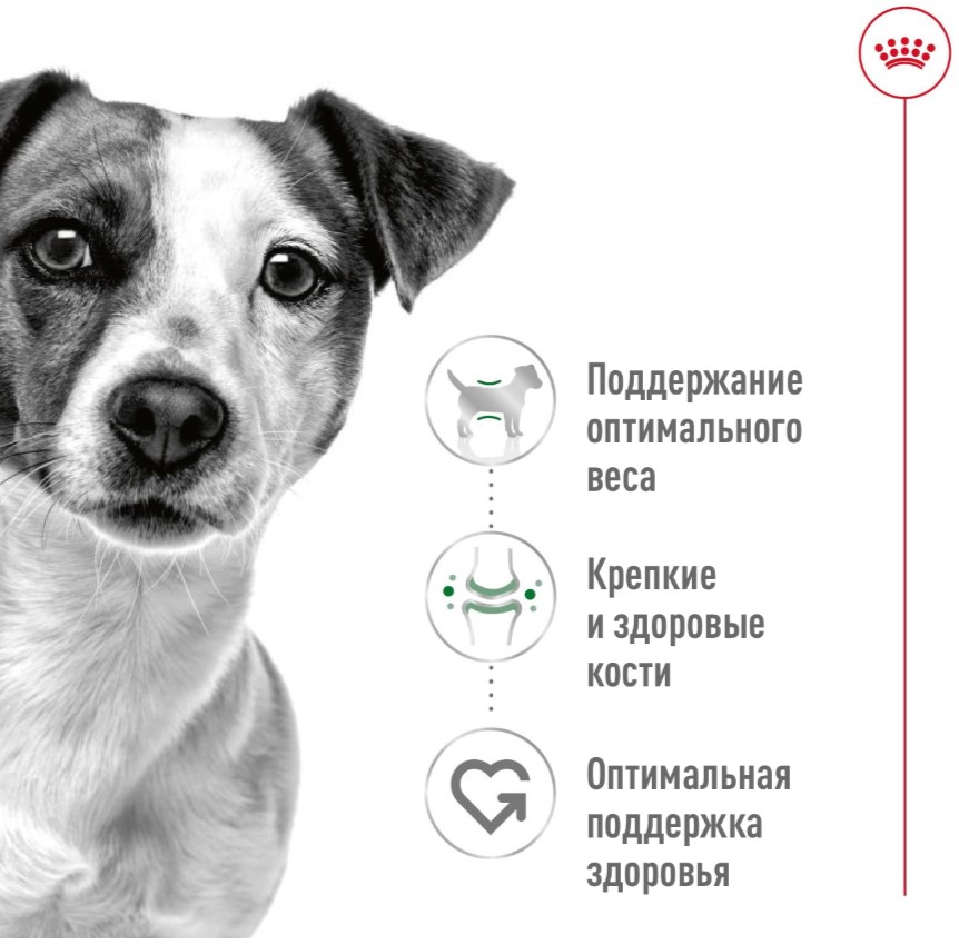 Паштет для собак Royal Canin Mini Adult
