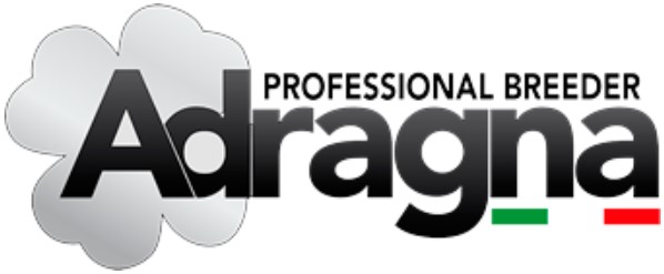 Adragna