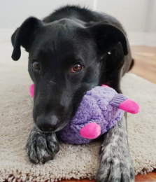 KONG Игрушка для собак Sherps Floofs Big Horn