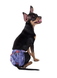 Трусы для собак Gamma