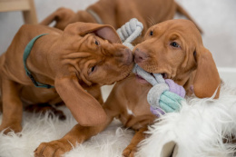 Игрушка для щенков TRIXIE в виде мяча с ручкой