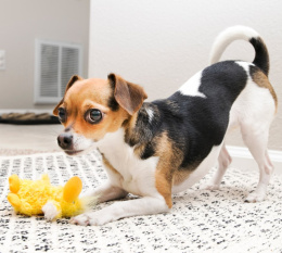 KONG Игрушка для собак Duck