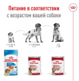 Влажный корм для собак Royal Canin Medium Ageing (в паштете) (410 гр.)