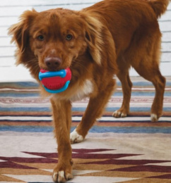 KONG Игрушка для собак Jaxx Brights Ball Assor