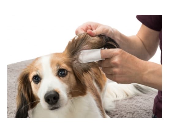 Салфетки-напальчники для ухода за ушами "TRIXIE" 50 шт (29392)