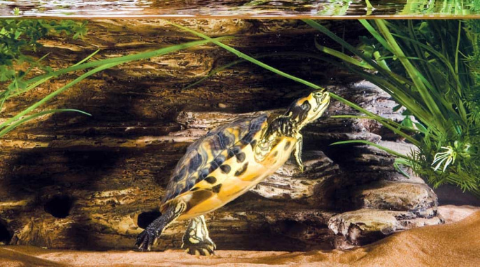 Скала черепашья с фильтром для воды Turtle-Cliff 22x16x19.5 см (PT3650)