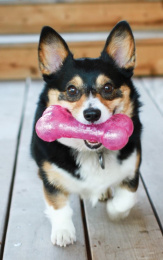 KONG Игрушка для собак Squeezz Crackle Bone Assor