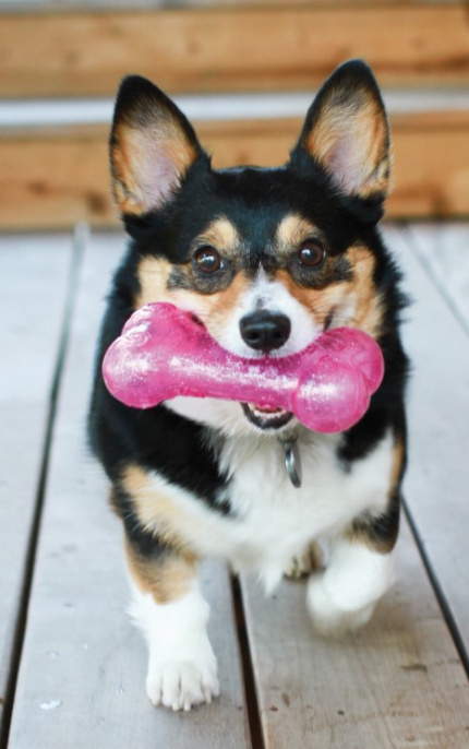 KONG Игрушка для собак Squeezz Crackle Bone Assor (M)