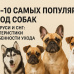ТОП-10 самых популярных пород собак в Беларуси и СНГ