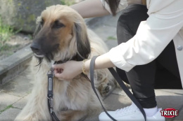 Поводок для собак TRIXIE CityStyle Lead (светло-серый)