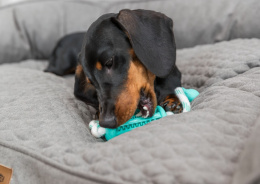 Игрушка для собак TRIXIE "DENTAfun Stick with Rope" со вкусом мяты каучук