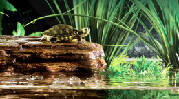 Скала черепашья с фильтром для воды Turtle-Cliff 22x16x19.5 см (PT3650)