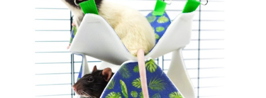 Акция! 10% на товары для грызунов Bambini Pets