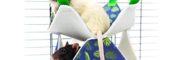 Акция! 10% на товары для грызунов Bambini Pets