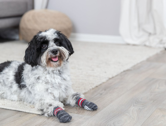 Носки для собак TRIXIE (2 шт) (XS-S)