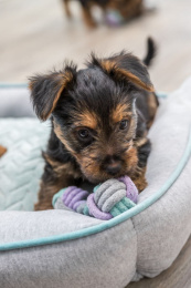 Игрушка для щенков TRIXIE в виде гантели