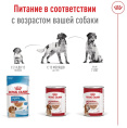 Влажный корм для собак Royal Canin Medium Adult (в паштете) (410 гр.)