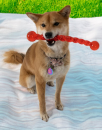 KONG Игрушка для собак  Safestix