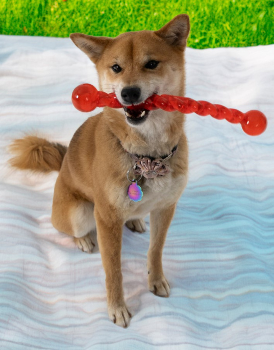 KONG Игрушка для собак  Safestix (S)