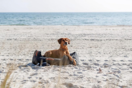 Ошейник-полуудавка для собак TRIXIE BE NORDIC (серый)