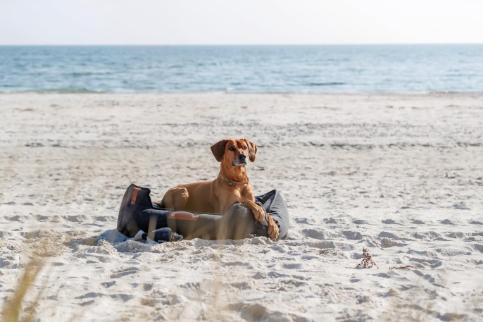 Ошейник-полуудавка для собак TRIXIE BE NORDIC (серый) (S, 35см/5мм)