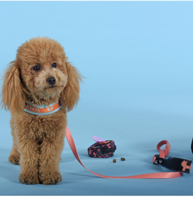 Шлейка для собак United Pets Complete me голубая с оранжевым (1,5 x 34-42 см)