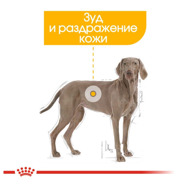 Сухой корм для собак Royal Canin Maxi Dermacomfort (10 кг)