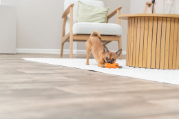 Игрушка из латекса для собак со звуком TRIXIE "Свинка"