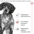 Влажный корм для собак Royal Canin Medium Ageing (в паштете) (410 гр.)