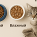 Преимущества и недостатки сухого и влажного корма для кошек