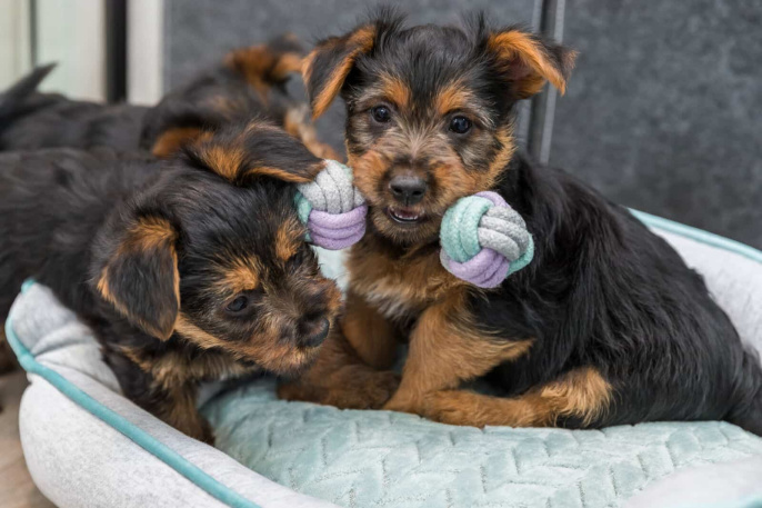 Игрушка для щенков TRIXIE в виде гантели (15 см)