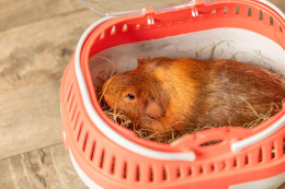 Переноска для грызунов TRIXIE Traveller Pico