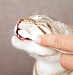 TRIXIE Набор  для чистки зубов у кошек (3 щетки + паста 50г)