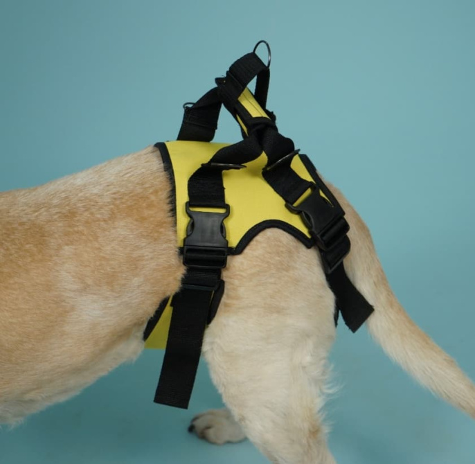 Веда Задняя поддержка для собак