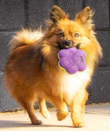 KONG Игрушка для собак AirDog Squeaker Paw