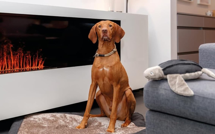 Ошейник-полуудавка для собак TRIXIE BE NORDIC (серый) (S, 35см/5мм)