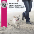 Сухой корм для щенков Eukanuba Puppy Medium Breed (птица) (0.8 кг)
