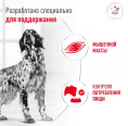 Влажный корм для собак при диабете Royal Canin Glycobalance Dog (195 гр.)