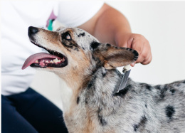 Расческа с деревяной ручкой, двухсторонняя с редкими и частыми зубьями Каскад