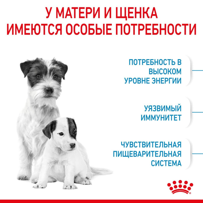 Сухой корм для щенков Royal Canin Mini Starter (3 кг)
