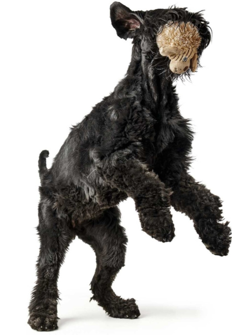 HUNTER Игрушка для собак Pori Dog бежевый (17 см)