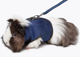 Gamma Комплект для морской свинки шлейка и поводок Шустрик