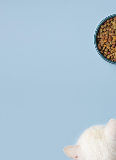 Как выбрать гипоаллергенный корм для кошки