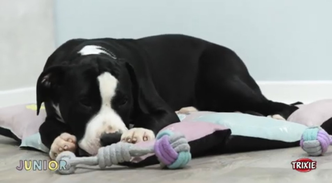 Игрушка для щенков TRIXIE в виде мяча с ручкой (6х23 см)