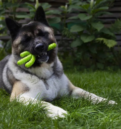 FANCY PETS игрушка для собак Кактус