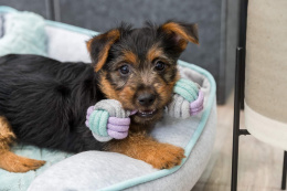 Игрушка для щенков TRIXIE в виде гантели