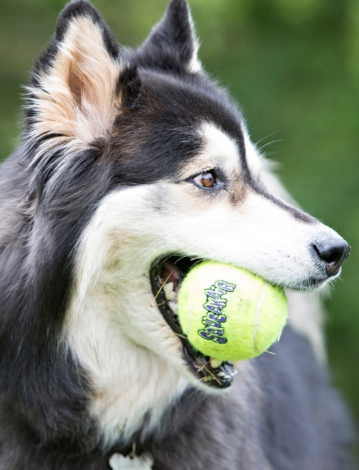 KONG Игрушка для собак SqueakAir Ball w/r (M)